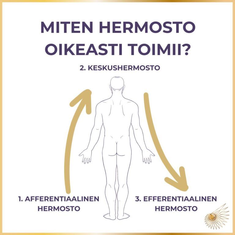 Miten hermosto toimii ja aktivoidaan tai rauhoitetaan hermosto- ja refleksivalmennuksen keinoin?