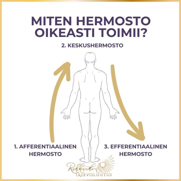 Miten hermosto toimii: Afferentiaalinen / Efferentiaalinen hermosto ja keskushermosto